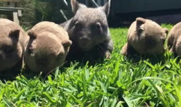 袋熊视频,揭秘袋熊的日常生活与奇妙世界