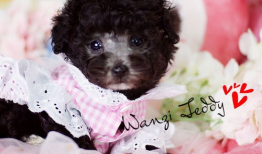 娱乐圈吃瓜爆料弟弟泰迪,泰迪弟弟吃瓜爆料，揭秘幕后真相